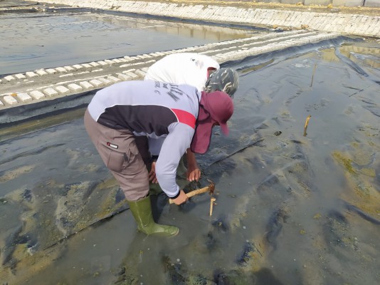 Normalisasi Ladang Garam Guna Menunjang Produksi Garam Tahun 2022